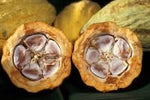 Fèves de Cacao - 200 Gr
